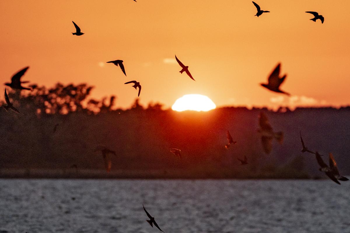 A State for the Birds World Migratory Bird Day 2023 in Arkansas State